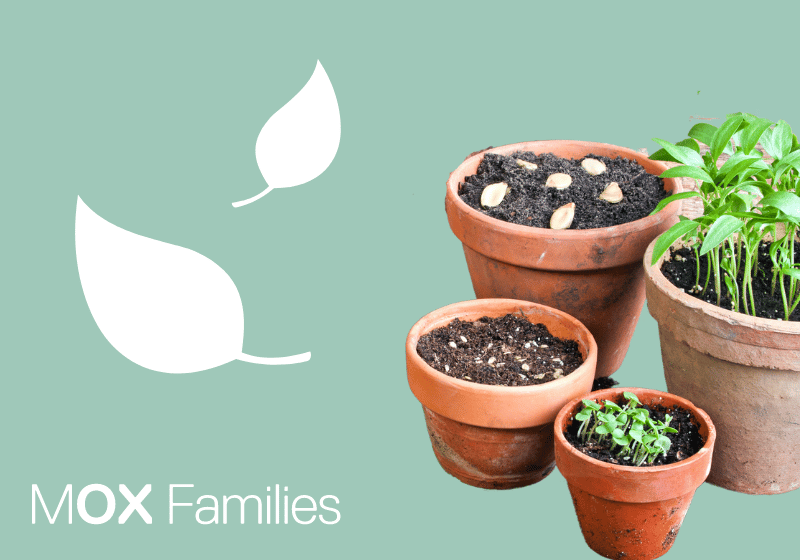 Plant pots with herbs and seeds on a sage green background. MOX Families logo is in white with two floating leaves above.