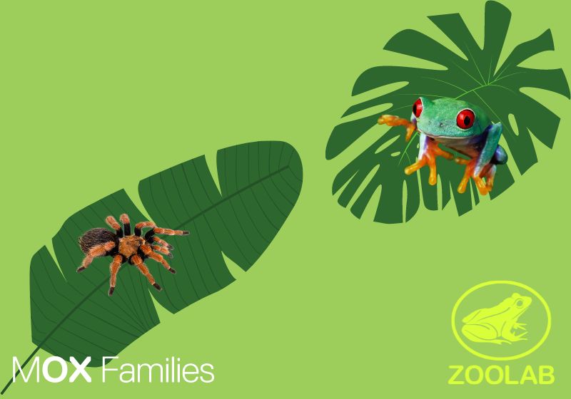 Green leaves on a light green background, with a tarantula and frog sitting on top. MOX Families logo is in one corner in white, with the Zoolab logo in the opposite corner in turquoise.