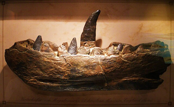 Photograph of large dinosaur jaw with teeth
